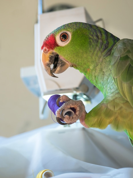 Papugarnia Śnieżka Karpacz to must-visit dla rodzin