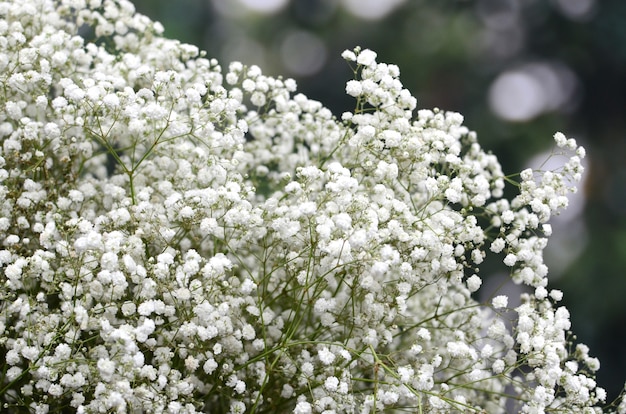 Gypsophila Village Hotel zachwyca komfortem i atrakcjami rodzinnych wakacji